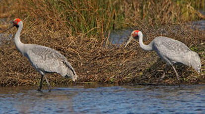 Grue brolga