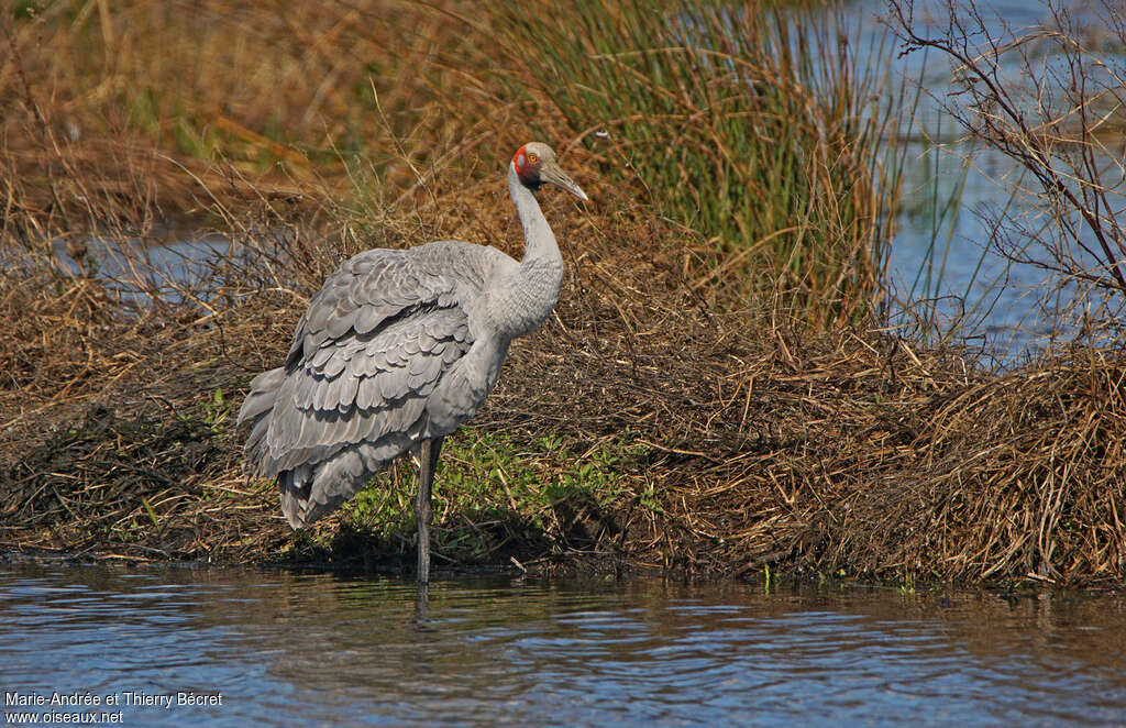 Brolgaadult, habitat