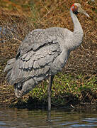 Grue brolga