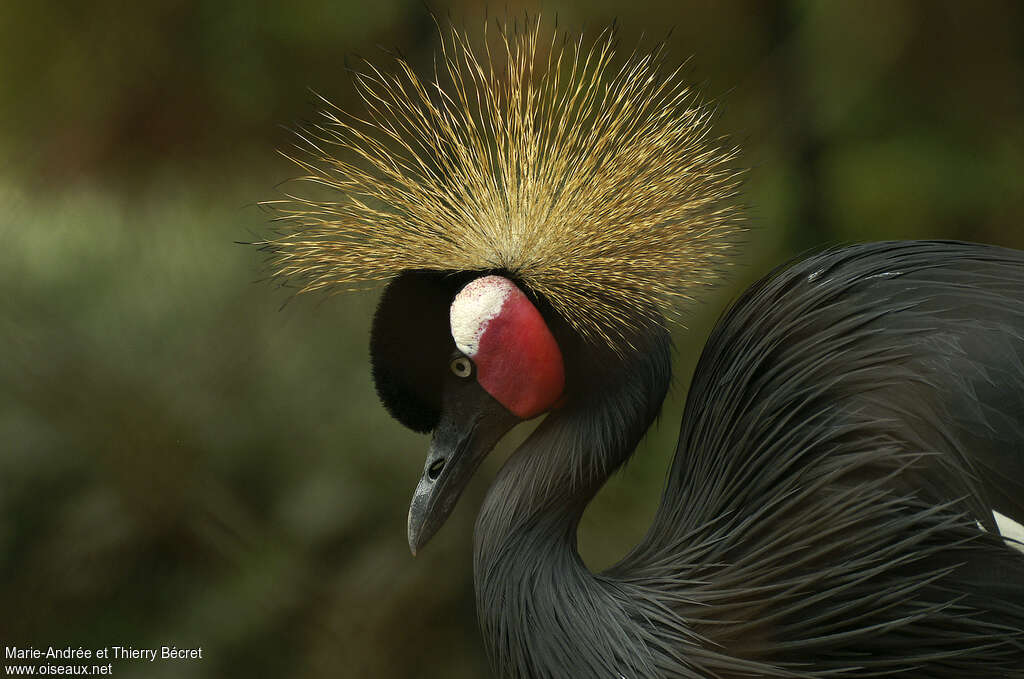 Grue couronnéeadulte, portrait