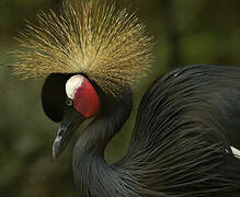 Black Crowned Crane