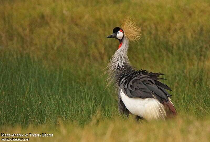 Grey Crowned Craneadult, aspect