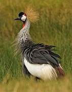 Grey Crowned Crane