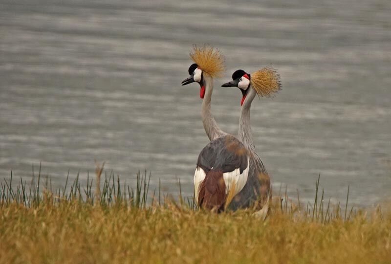 Grey Crowned Crane