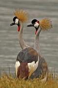 Grey Crowned Crane