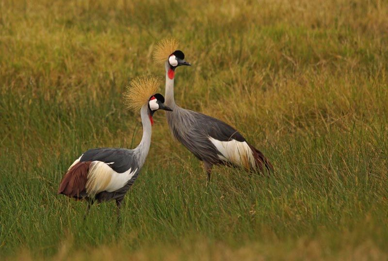 Grey Crowned Crane