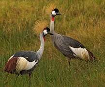 Grey Crowned Crane