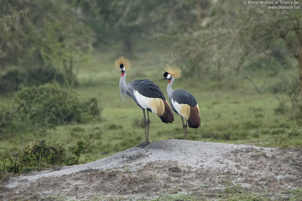 Grey Crowned Crane