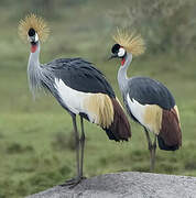 Grey Crowned Crane