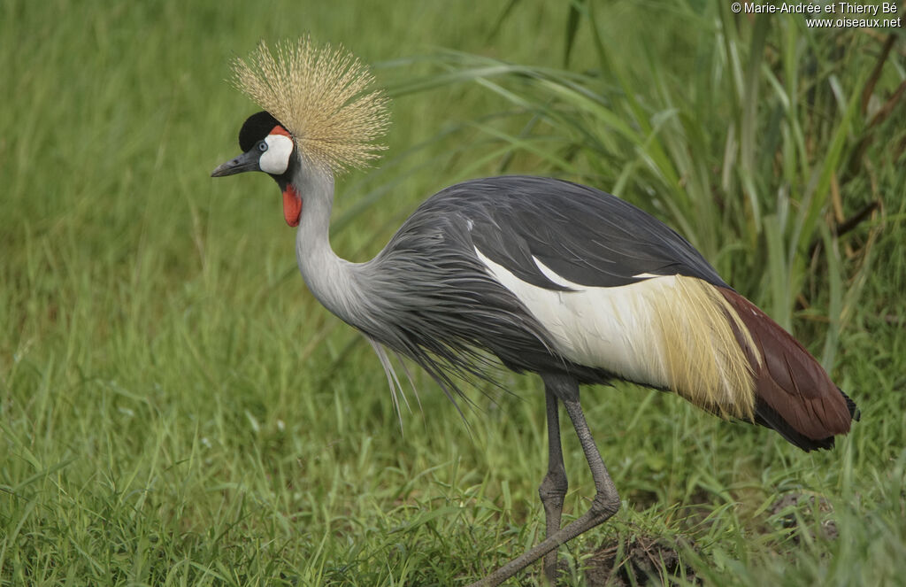 Grey Crowned Crane