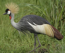 Grey Crowned Crane