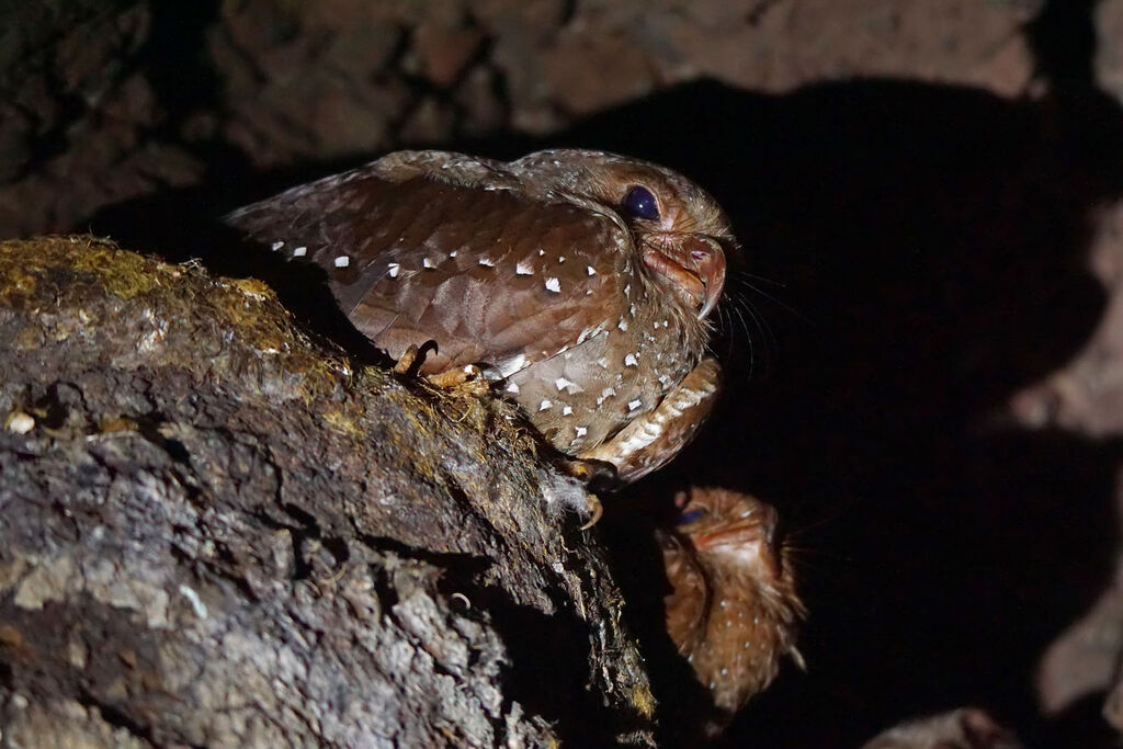 Oilbird