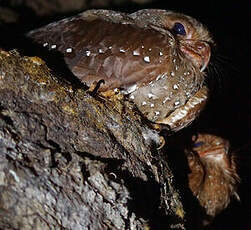 Guacharo des cavernes