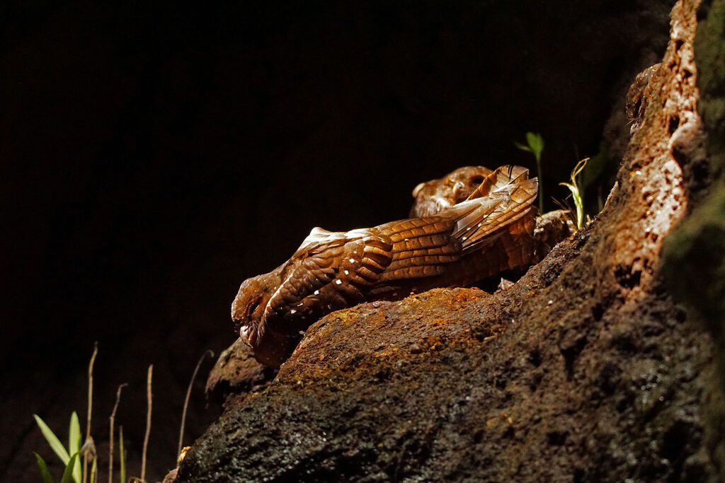 Guacharo des cavernes