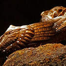 Guacharo des cavernes