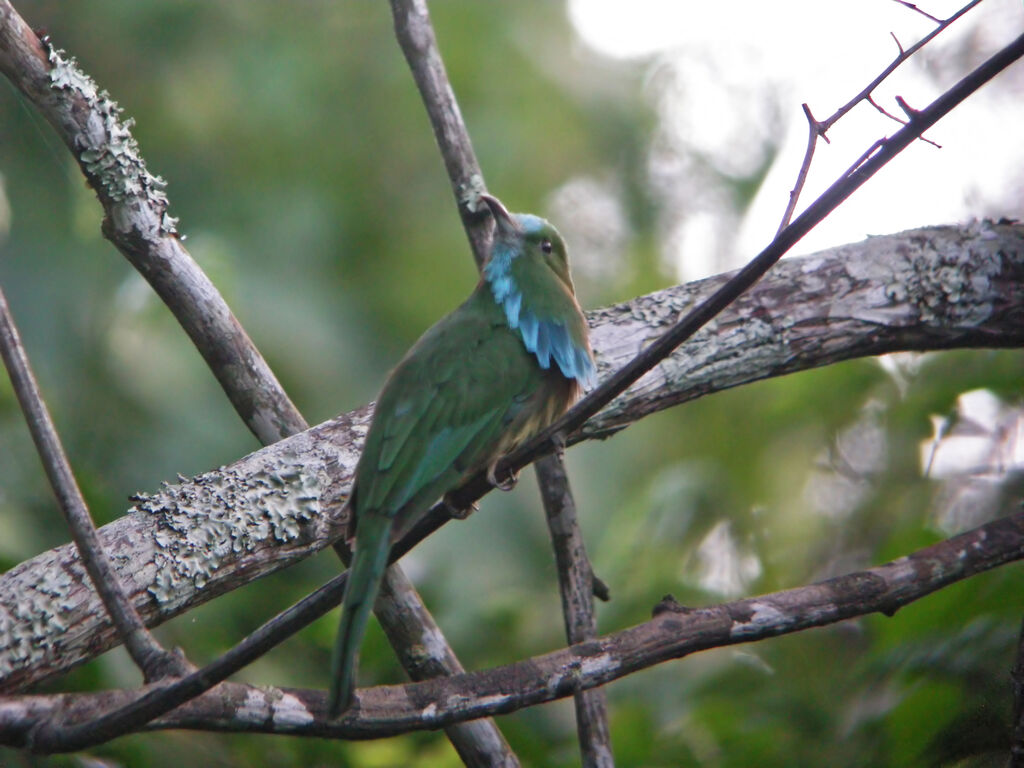 Guêpier à barbe bleue