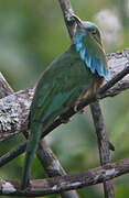 Blue-bearded Bee-eater