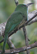 Blue-bearded Bee-eater