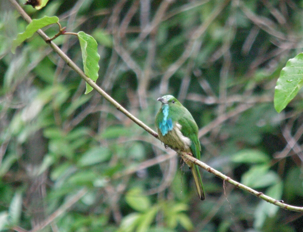 Guêpier à barbe bleue