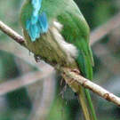 Guêpier à barbe bleue