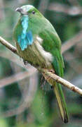 Guêpier à barbe bleue