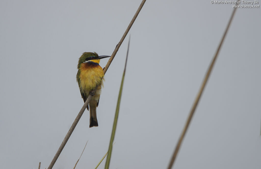 Blue-breasted Bee-eater