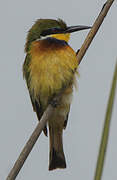 Blue-breasted Bee-eater