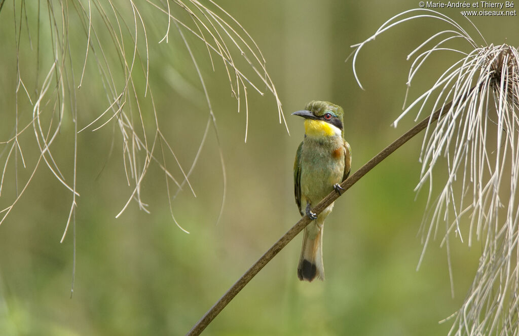 Blue-breasted Bee-eaterjuvenile