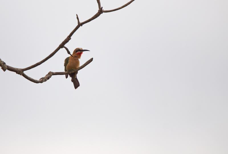 White-fronted Bee-eater