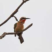 White-fronted Bee-eater