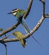 White-throated Bee-eater