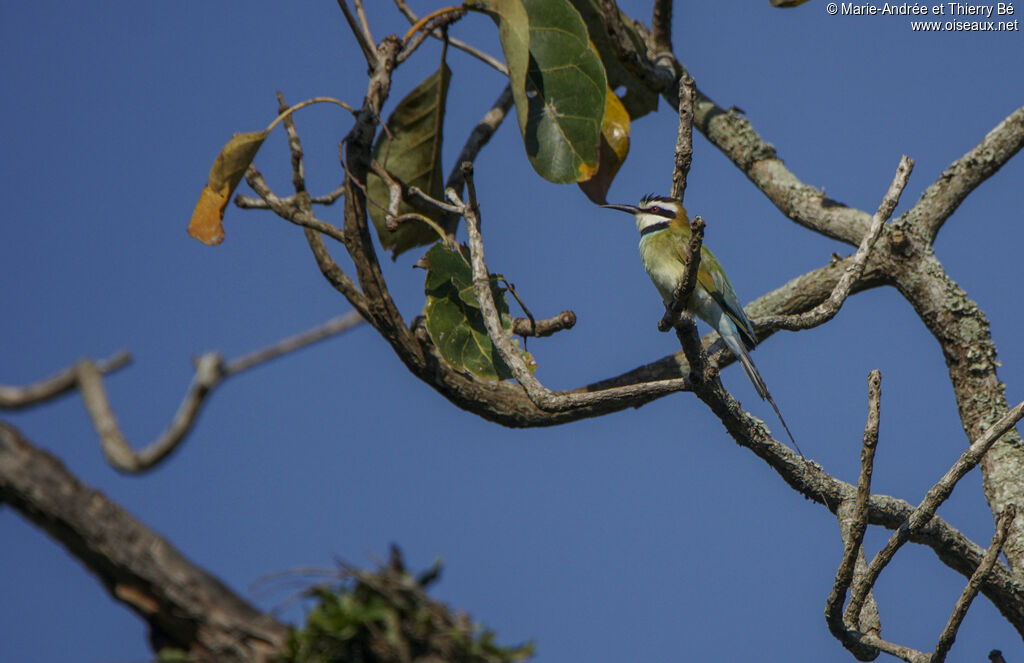 White-throated Bee-eater