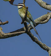 White-throated Bee-eater