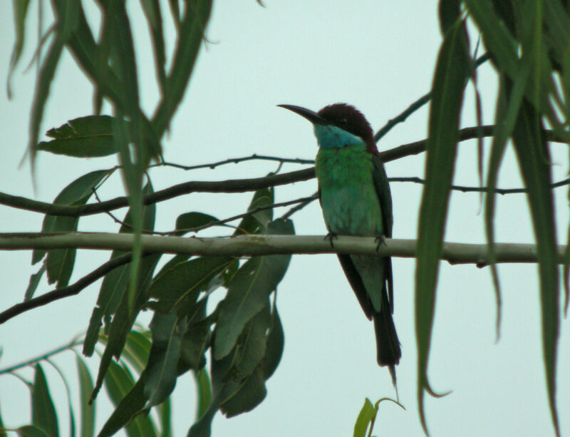 Blue-throated Bee-eater