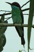 Blue-throated Bee-eater