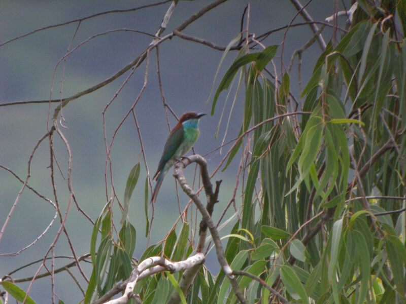 Guêpier à gorge bleue