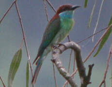 Blue-throated Bee-eater