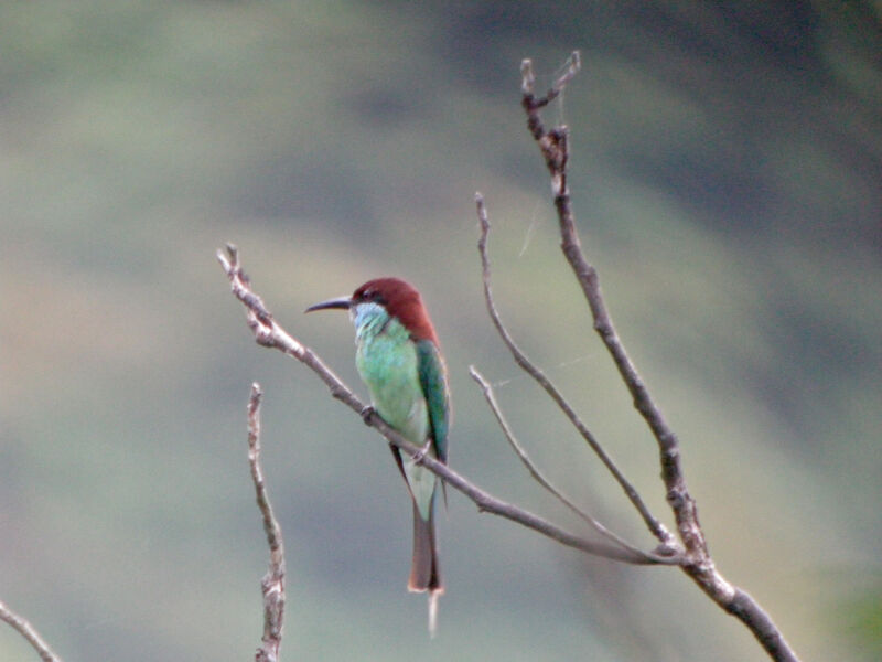 Blue-throated Bee-eater