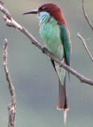 Blue-throated Bee-eater