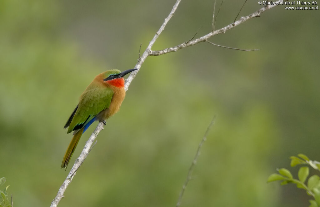 Red-throated Bee-eater