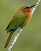 Red-throated Bee-eater