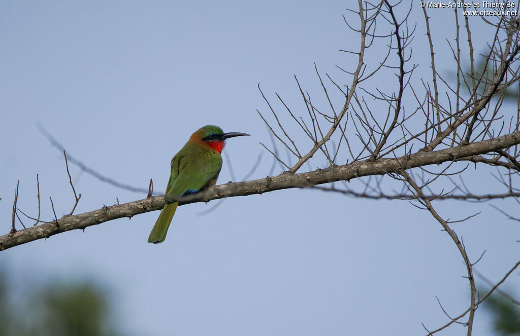 Red-throated Bee-eater