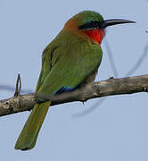 Red-throated Bee-eater