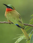 Red-throated Bee-eater