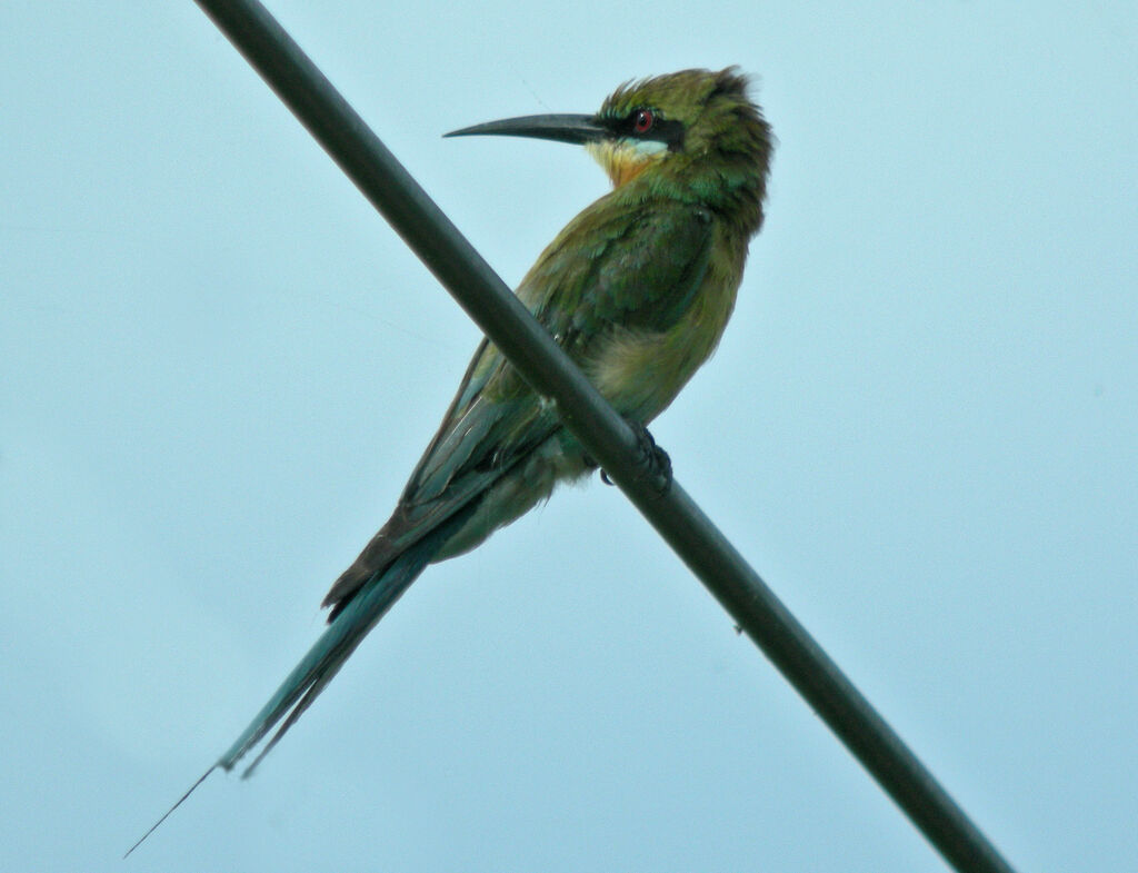 Blue-tailed Bee-eater