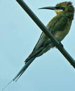 Blue-tailed Bee-eater