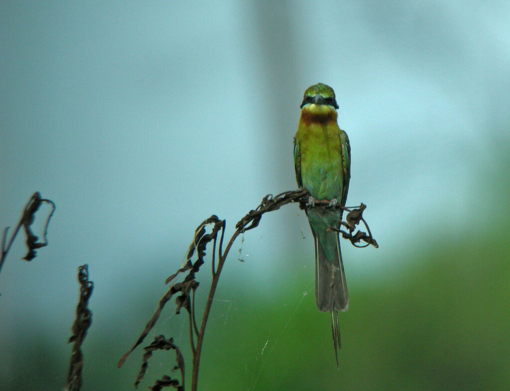 Blue-tailed Bee-eater