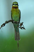 Blue-tailed Bee-eater