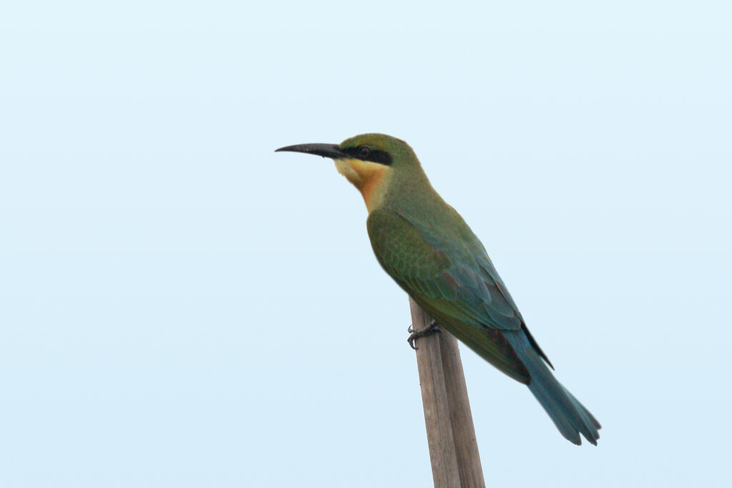 Blue-tailed Bee-eater, identification