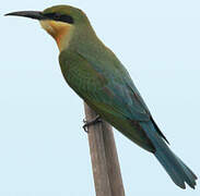 Blue-tailed Bee-eater